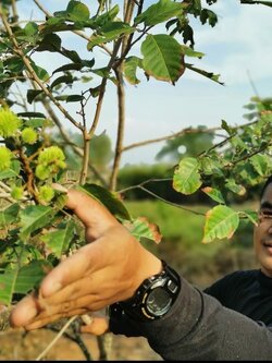 เงาะโรงเรียน ติดลูก