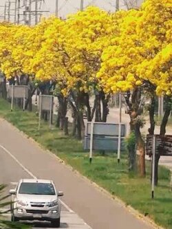 ต้นเหลืองปรีดียาธร