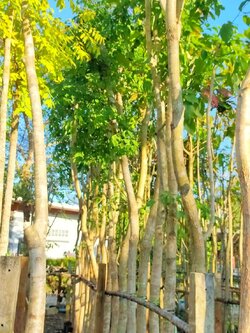 ต้นพะยูง ขนาดลำต้น 3 นิ้ว