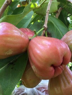 ต้นชมพู่ทับทิมจันทร์ 2 นิ้ว