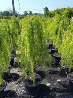 ห่ลิวออสเตรเลีย