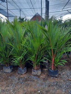 หมากแดง