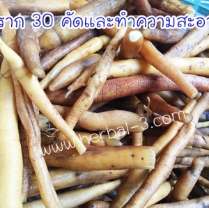 ราก30 (รากสามสิบ)