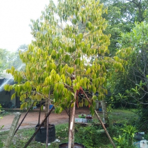 Tree Gallery ทุเรียนหมอนทอง ไม้ล้อมฟอร์มสวยๆ