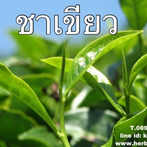 ชาเขียว... หอมพิเศษ