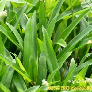 หญ้าปักกิ่ง