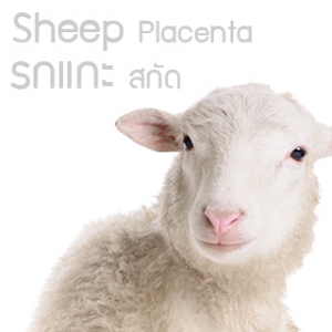 รกแกะ สกัด Sheep Placenta