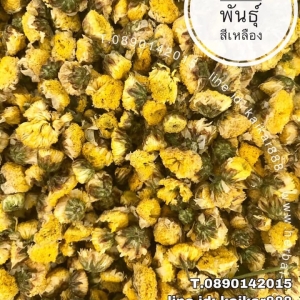 ชาดอกเก๊กฮวย