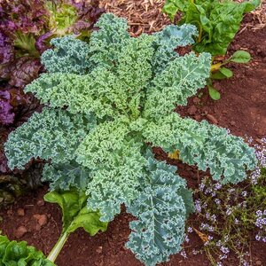 ผักเคล (Kale) หรือผักคะน้าใบหยิก