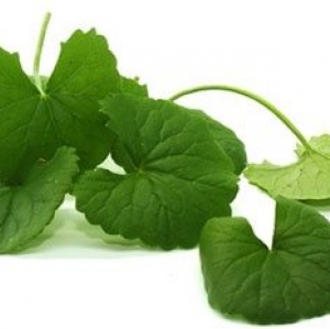 ใบบัวบกอบแห้ง