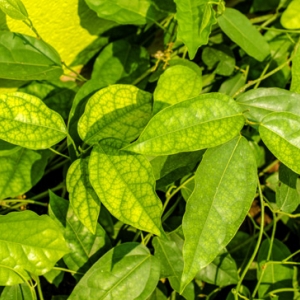 ใบย่านาง