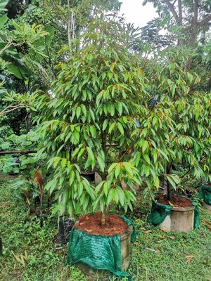 ทุเรียน ขนาดลำต้น 2 นิ้ว ต้น สวยๆ แข็งแรง