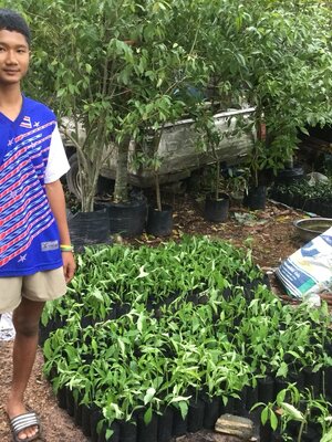 การปลูก การดูแล ต้นอังกาบหนู