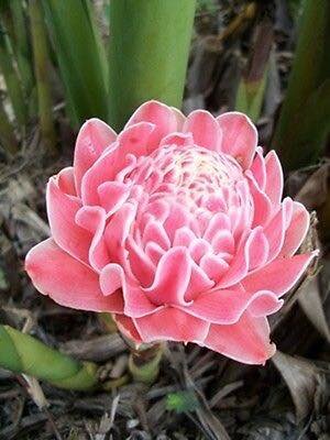 ดาหลา ดอกสีชมพู สีแดง