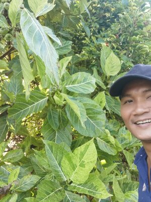 มหัศจรรย์ พันธุ์ไม้ มะเดื่อด่าง