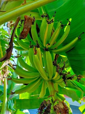 กล้วยหอมทองไต้หวันด่าง