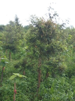 “ ต้นโอ๊ค ” Silver Oak Tree