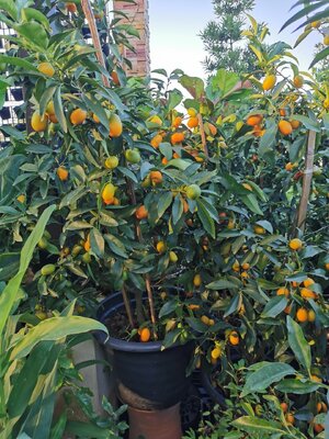 ส้มกิมจ๊อ