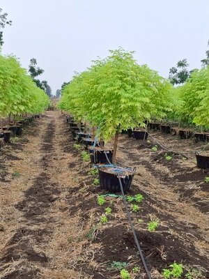 ต้นเกษมณีสีทอง 2 เมตร ฟอร์มสวยๆ