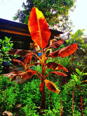 กล้วยแดงอินโดใบด่าง (Musa Siam Ruby)