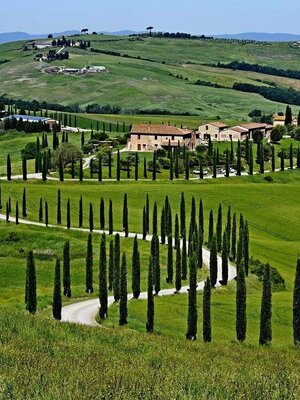 “Italian Cypress” ต้นไม้ที่ไม่ใช่สน แต่น่าสนมากๆ