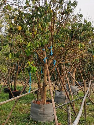 ลองกอง 6 นิ้ว ติดลูกพุ่มสวย