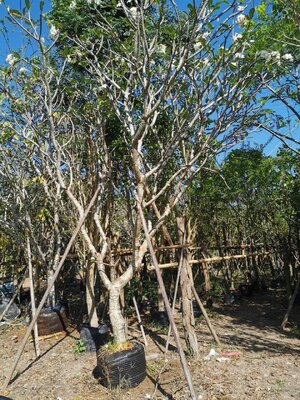 ลีลาวดี 6 นิ้วพุ่มสวยๆ ขายโล๊ะสต๊อก ต้นละ 7,000 บาท