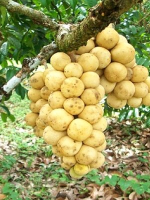 ลองกอง ไม้ผลให้ผลผลิตไว ดูแลไม่ยาก