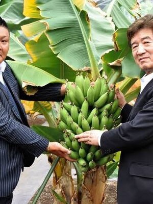 กล้วยญี่ปุ่นสายพันธุ์โอกินาว่า.