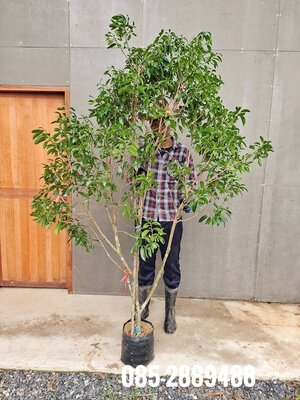 มะยงชิด (ทาบกิ่ง)