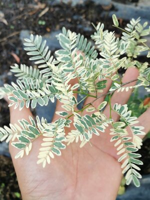 มหัศจรรย์ พันธุ์ไม้ มะขามด่าง