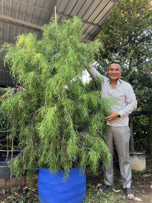 หลิวออสเตรเลีย