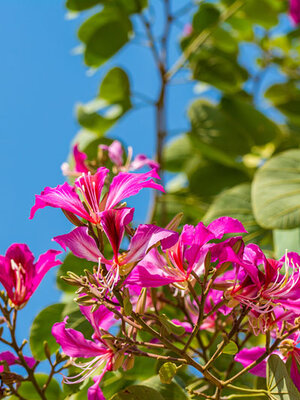 ตกแต่งสวนด้วย ต้นไม้ชื่อมงคล ชงโค