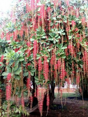 ต้นจิกน้ำ ไม้ประดับบ้าน อาคาร สำนักงานฯ