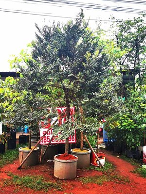 ต้นล่ำซำ = เงินทองไหลมาเทมา