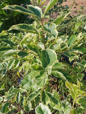 มหัศจรรย์ พันธุ์ไม้ ต้นหว้าด่าง