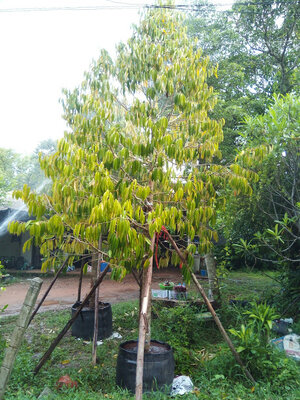 Tree Gallery ทุเรียนหมอนทอง ไม้ล้อมฟอร์มสวยๆ