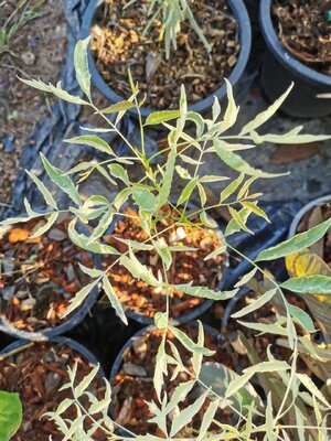 มหัศจรรย์ พันธุ์ไม้ สะเดาด่าง