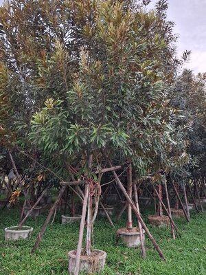 โกลเด้นโอ๊ค ( Golden Oak )