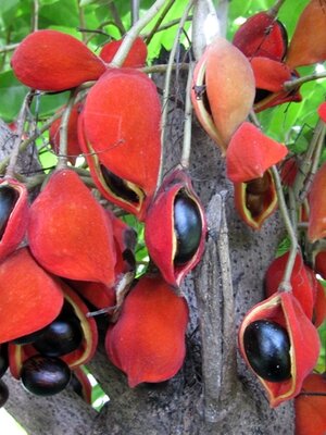 'เกาลัดไทย' ผลไม้บำรุงตับ-ไต