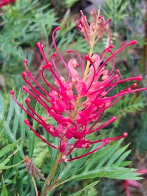 Grevillea Little Robyn แดงแคระ