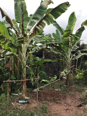 กล้วยฟอริดา