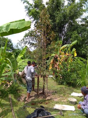 ส่งพร้อม - ปลูก ทุเรียนหมอนทอง อ.นามน จ.กาฬสินธุ์ 6 ส.ค.61