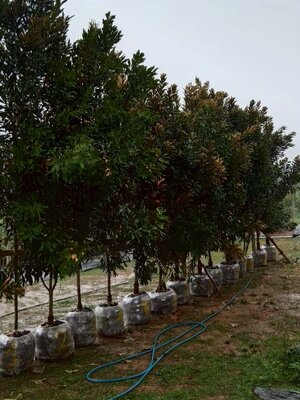 ต้นโอ๊คใบสีทอง (โกลเด้นโอ๊ค)( Golden Oak )