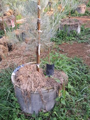 New Hybrid Golden lyre " เหลืองพิณใบฟ้า ไฮบริด "