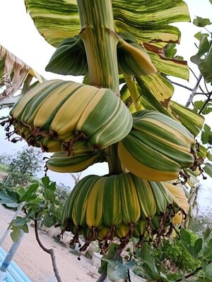 กล้วยเทพพนมด่าง