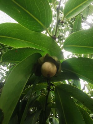 ต้นพลับไทย