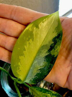 อโกลนีมา "สุวรรณภูมิ" Aglaonema "Suvarnabhumi"