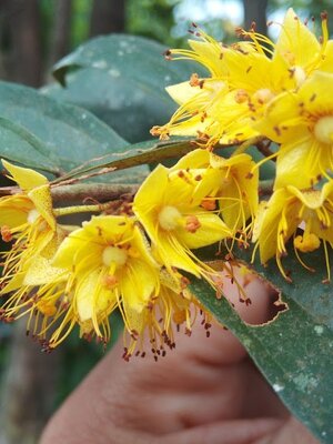 ต้นรวงผึ้ง พรรณไม้หอมไทยแท้ ต้นไม้ประจำพระองค์ รัชกาลที่ 10