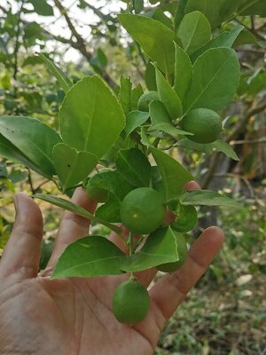 ทำไม มะนาว หน้าร้อน ถึงแพง...????